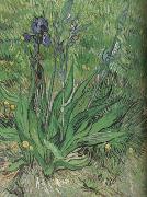 Vincent Van Gogh The Iris (nn04) oil